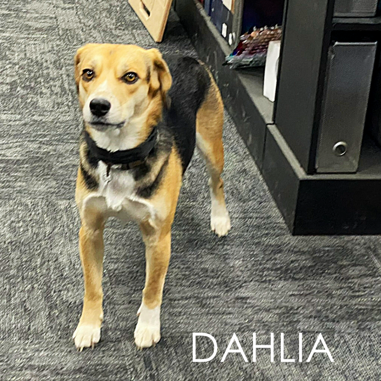 Dahlia