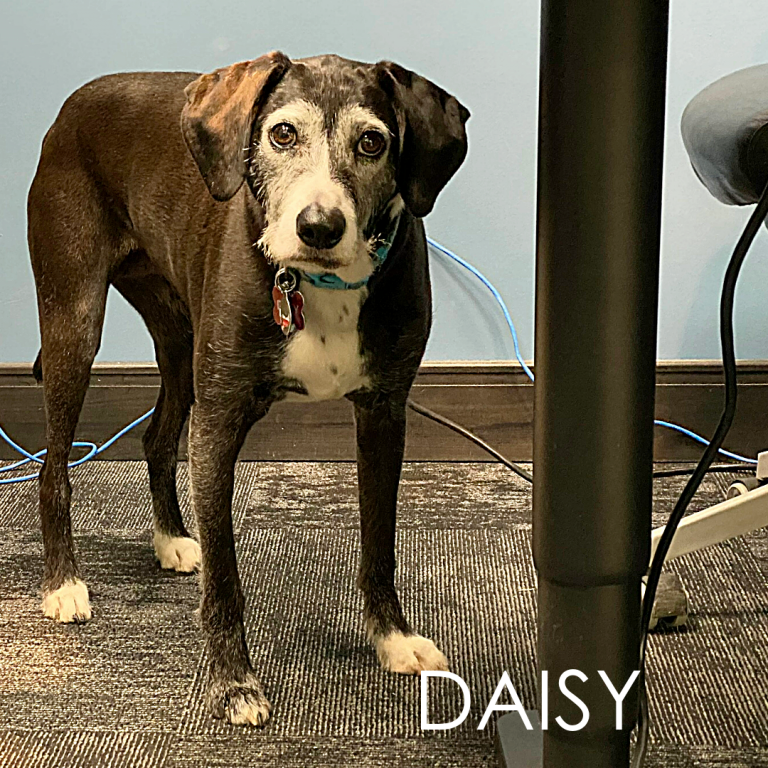 Daisy