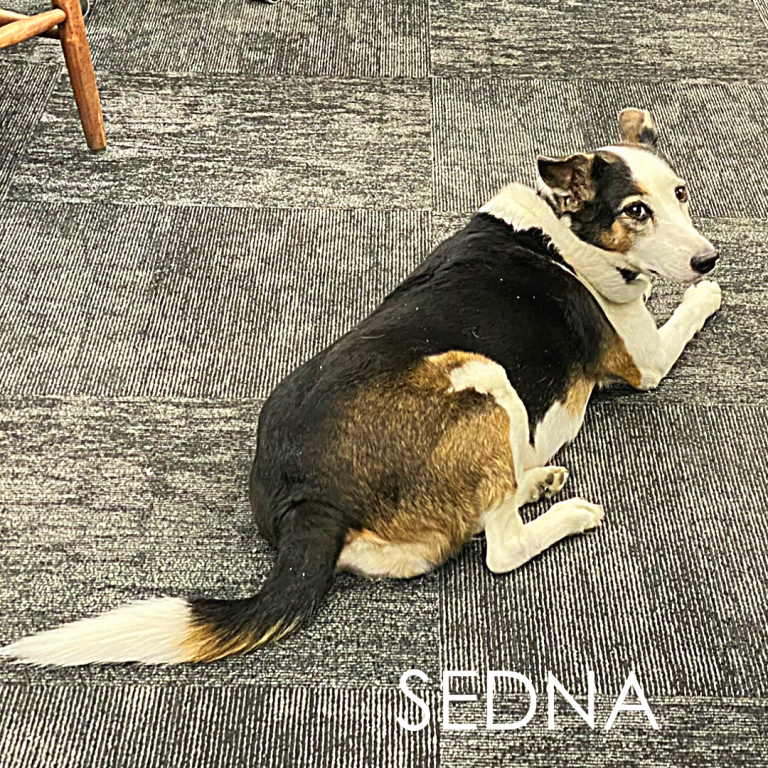 Sedna